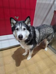 Shelter Stray Male Dog last seen DARDENNE PR, 4850 Mid Rivers Mall Dr, St Peters, MO 63376, USA