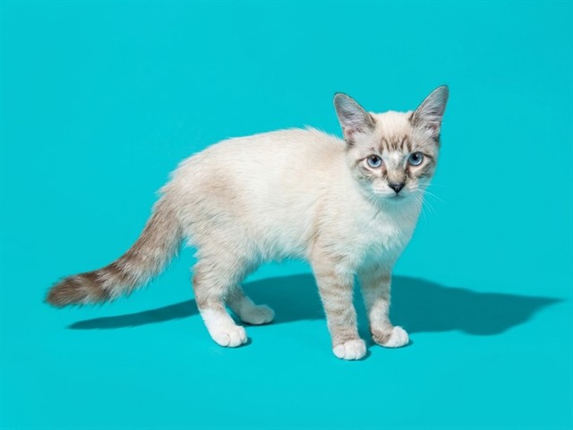 Shelter Stray Male Cat last seen WINDYPINE, 2020 Forest St, Jacksonville, FL 32204, USA