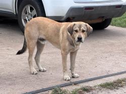 Shelter Stray Male Dog last seen Near BLOCK SW 25TH ST, 2811 SE 29th St, Oklahoma City, OK 73129, USA