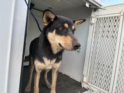 Shelter Stray Male Dog last seen DAWES/ PERRIS, 227 N D St, Perris, CA 92570, USA