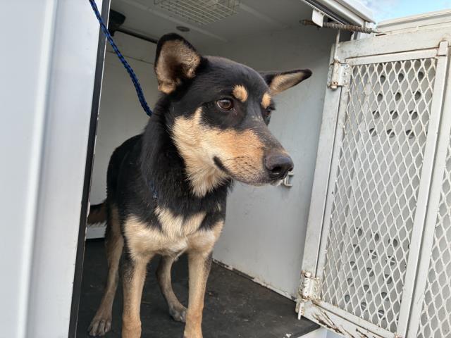 Shelter Stray Male Dog last seen DAWES/ PERRIS, 227 N D St, Perris, CA 92570, USA