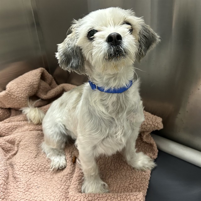 Shelter Stray Female Dog last seen Near BLOCK N TROY ST, DENVER CO 80239, 1241 W Bayaud Ave, Denver, CO 80223, USA