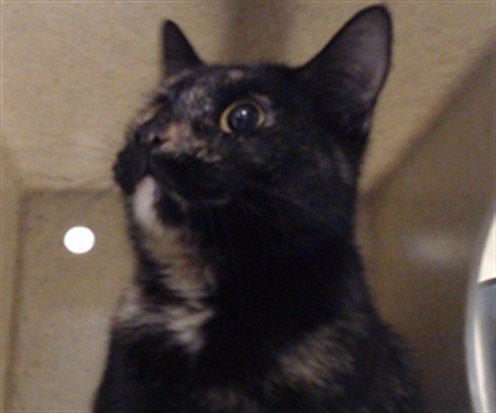 Shelter Stray Female Cat last seen Near BLOCK W BAYAUD AVE, DENVER CO 80223, 1241 W Bayaud Ave, Denver, CO 80223, USA