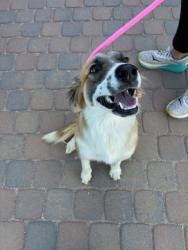 Shelter Stray Female Dog last seen 305TH AVE AND LOWER BUCKEYE RD, 2500 S 27th Ave, Phoenix, AZ 85009, USA