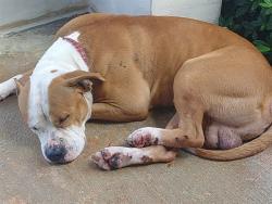Shelter Stray Male Dog last seen Near BLOCK W DIXIE CT, FORT LAUDERDALE FL 33311, 2400 SW 42nd St, Fort Lauderdale, FL 33312, USA