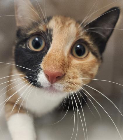 Shelter Stray Female Cat last seen Near BLOCK E MISSISSIPPI AVE, AURORA CO 80012 3261, 2080 S Quebec St, Denver, CO 80231, USA