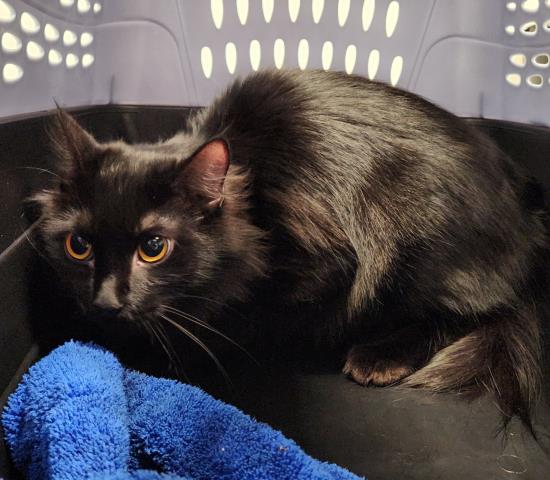 Shelter Stray Female Cat last seen , 2080 S Quebec St, Denver, CO 80231, USA