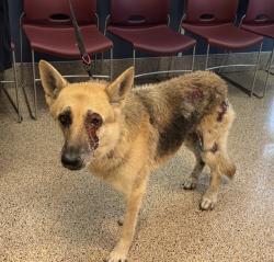 Shelter Stray Female Dog last seen Near BLOCK NE 163 ST, 3599 NW 79th Ave, Doral, FL 33122, USA