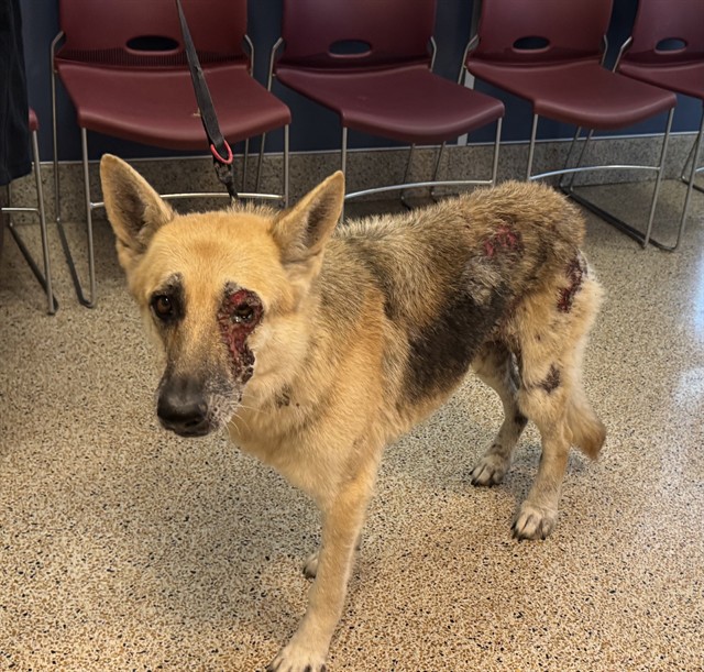 Shelter Stray Female Dog last seen Near BLOCK NE 163 ST, 3599 NW 79th Ave, Doral, FL 33122, USA
