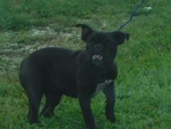 Shelter Stray Female Dog last seen Near BLOCK E BUNCHE PARK DR, 3599 NW 79th Ave, Doral, FL 33122, USA