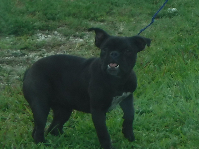 Shelter Stray Female Dog last seen Near BLOCK E BUNCHE PARK DR, 3599 NW 79th Ave, Doral, FL 33122, USA