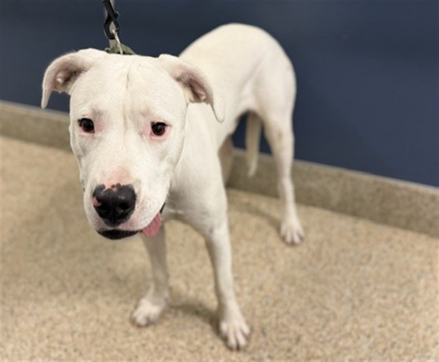 Shelter Stray Male Dog last seen Near BLOCK NW 79 AVE, 3599 NW 79th Ave, Doral, FL 33122, USA