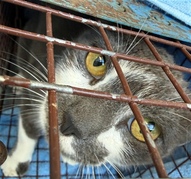 Shelter Stray Female Cat last seen MERAMONTE WAY/EL CAMPO WAY, 95660, 3839 Bradshaw Rd, Sacramento, CA 95827, USA