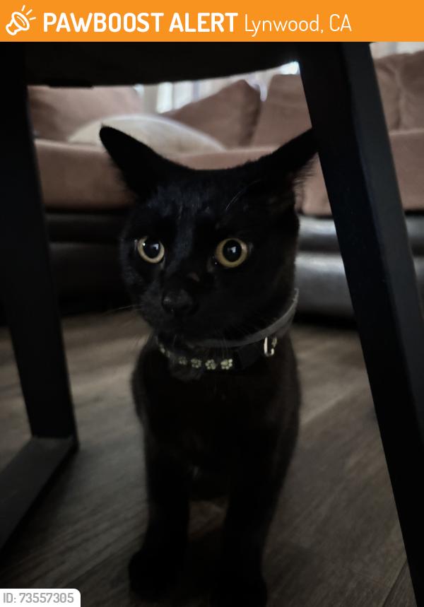 Found/Stray Male Cat last seen Atlantic & Carlin Lynwood, CA- near ham park, Lynwood, CA 90262