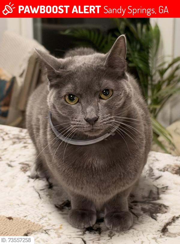Lost Female Cat last seen N River Parkway , Roberts Dr., Sandy Springs, GA 30350