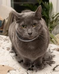 Lost Female Cat last seen N River Parkway , Roberts Dr., Sandy Springs, GA 30350