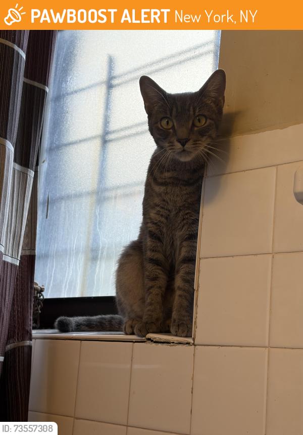 Found/Stray Female Cat last seen West 146th st and Amsterdam, New York, NY 10031