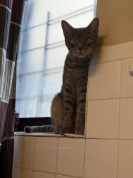 Found/Stray Female Cat last seen West 146th st and Amsterdam, New York, NY 10031