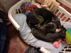 Lost Male Dog last seen Haltom road, Haltom City, TX 76117