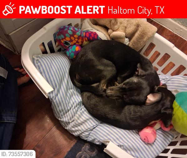 Lost Male Dog last seen Haltom road, Haltom City, TX 76117