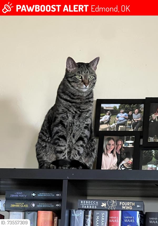 Lost Male Cat last seen Covell & Thomas Trail, Edmond, OK 73003