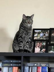 Lost Male Cat last seen Covell & Thomas Trail, Edmond, OK 73003