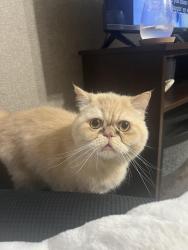 Lost Male Cat last seen Hwy 27 and hwy 28, Bradford West Gwillimbury, ON L0G 1B0