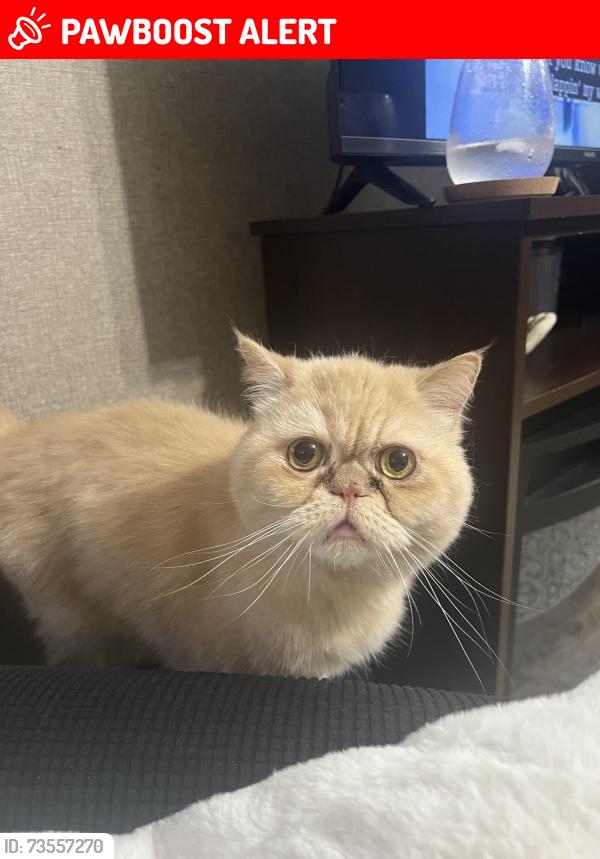 Lost Male Cat last seen Hwy 27 and hwy 28, Bradford West Gwillimbury, ON L0G 1B0