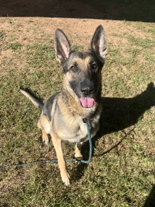 Shelter Stray Female Dog last seen Near S Hairston Road Stone Mountain, 30088, 30088, GA, 3280 Chamblee Dunwoody Rd, Chamblee, GA 30341, USA
