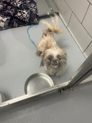 Shelter Stray Female Dog last seen Denton Tap by Jersey Mikes Coppell Texas, Coppell, TX, 821 S Coppell Rd, Coppell, TX 75019, USA
