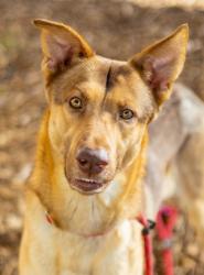 Shelter Stray Male Dog last seen Near Buford Hwy NE, 30329, GA, 3280 Chamblee Dunwoody Rd, Chamblee, GA 30341, USA