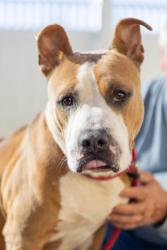 Shelter Stray Male Dog last seen Bouldercrest road Atlanta, 30316, 30316, GA, 3280 Chamblee Dunwoody Rd, Chamblee, GA 30341, USA