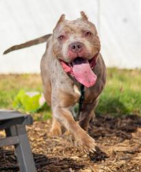 Shelter Stray Female Dog last seen Near Trent Jones Way, 30038, GA, 3280 Chamblee Dunwoody Rd, Chamblee, GA 30341, USA