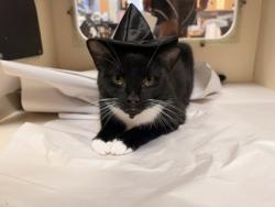 Shelter Stray Female Cat last seen Near Brockett Trail B, 30021, GA, 3280 Chamblee Dunwoody Rd, Chamblee, GA 30341, USA