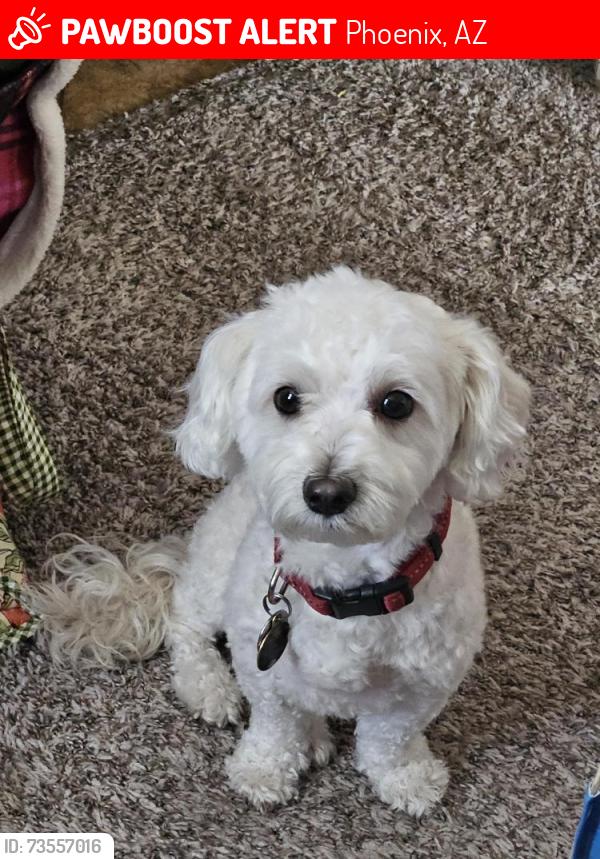 Lost Male Dog last seen 75th ave and Broadway, Phoenix, AZ 85043