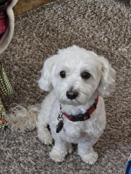 Lost Male Dog last seen 75th ave and Broadway, Phoenix, AZ 85043