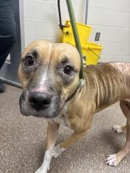 Shelter Stray Unknown Dog last seen Near Dorchester Road, North Charleston, SC, 2455 Remount Rd, North Charleston, SC 29406, USA