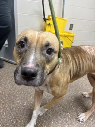 Shelter Stray Unknown Dog last seen Near Dorchester Road, North Charleston, SC, 2455 Remount Rd, North Charleston, SC 29406, USA