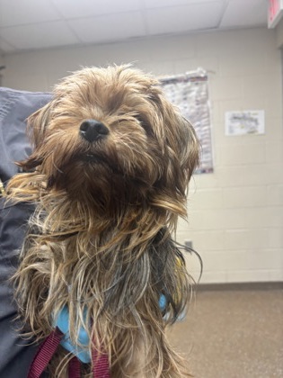 Shelter Stray Female Dog last seen Near Patriot Boulevard, North Charleston, SC, 2455 Remount Rd, North Charleston, SC 29406, USA