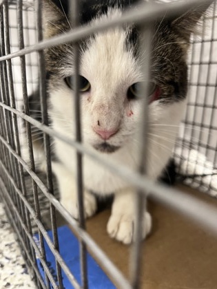 Shelter Stray Male Cat last seen Alexandria, VA, 22309, Woodhue Pl. & Janna Lee Ave, Fairfax County, VA, 4500 West Ox Rd, Fairfax, VA 22030, USA