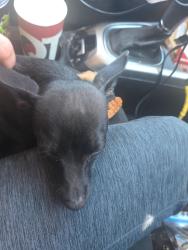 Reunited Male Dog last seen Vegas drive and jones, Las Vegas, NV 89108