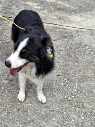 Reunited Unknown Dog last seen Dede Terrace and Tenison Street, Inverness, FL 34452