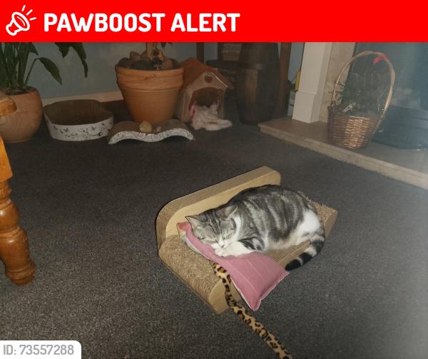 Lost Female Cat last seen Thirsk avenue,, Lytham St Annes, England FY8 3QS