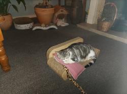 Lost Female Cat last seen Thirsk avenue,, Lytham St Annes, England FY8 3QS