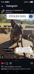 Lost Male Dog last seen N san Fernando rd, Los Angeles, CA 90065