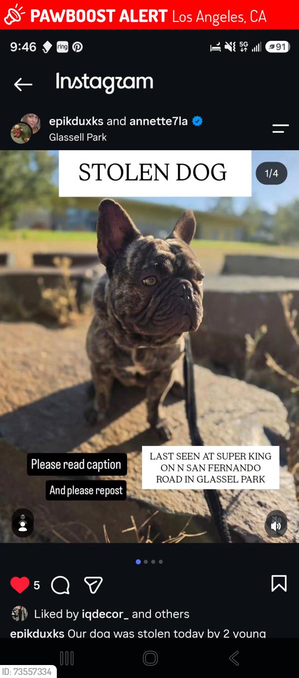 Lost Male Dog last seen N san Fernando rd, Los Angeles, CA 90065