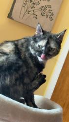 Reunited Female Cat last seen Near Carswell Ave, Elk Grove village, il, Elk Grove Village, IL 60007