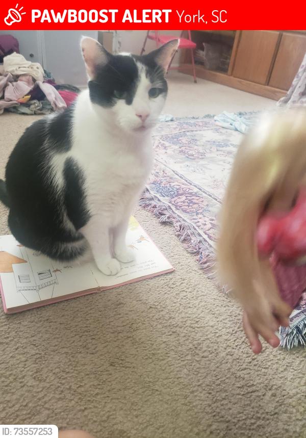 Lost Male Cat last seen By 610 moss field ct york sc, York, SC 29745