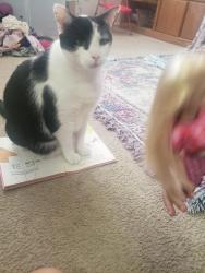 Lost Male Cat last seen By 610 moss field ct york sc, York, SC 29745