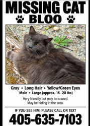 Lost Male Cat last seen 230th Place SE, Maple Valley, WA, Maple Valley, WA 98038